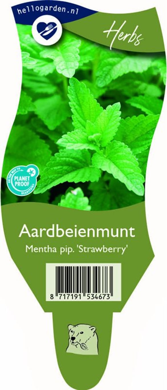Mentha piperita 'Strawberry' - P11